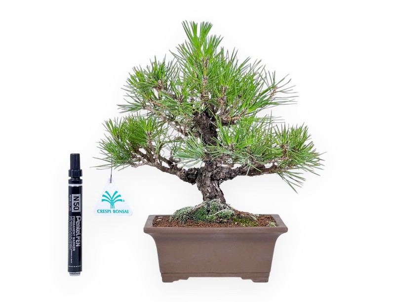 Pinus thunbergii bonsai %separator%%category%