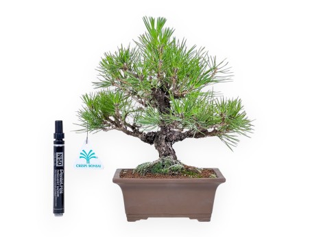 Bonsaï de Pinus thunbergii %separator%%category%