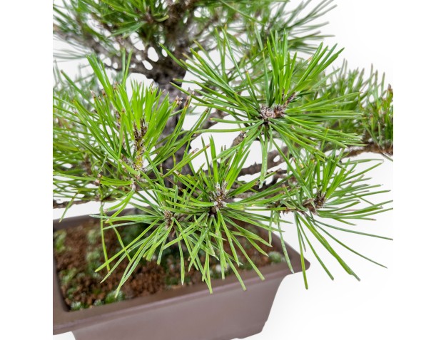 Bonsaï de Pinus thunbergii %separator%%category% 2