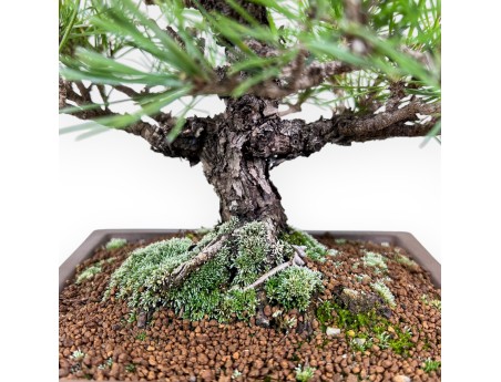 Pinus thunbergii bonsai %separator%%category%