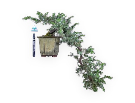 Bonsai von Juniperus rigida – Wacholder %separator% %category%