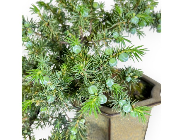 Bonsai of Juniperus rigida %separator% %category% 2