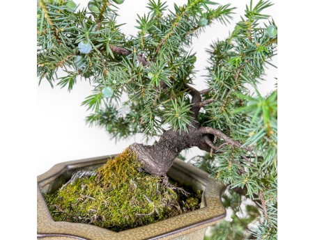 Bonsai von Juniperus rigida – Wacholder %separator% %category%