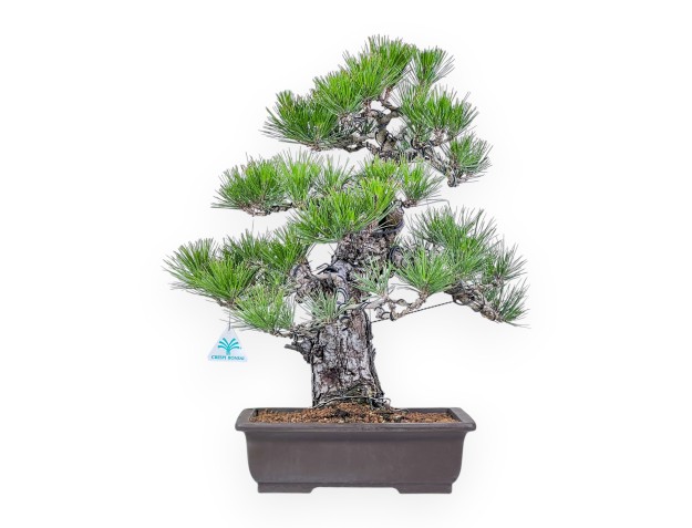 Bonsai di Pinus thunbergii %separator%%category%
