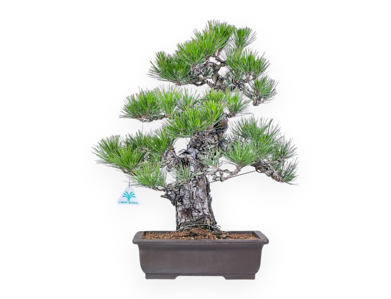 Bonsai der Art Pinus thunbergii %separator%%category%