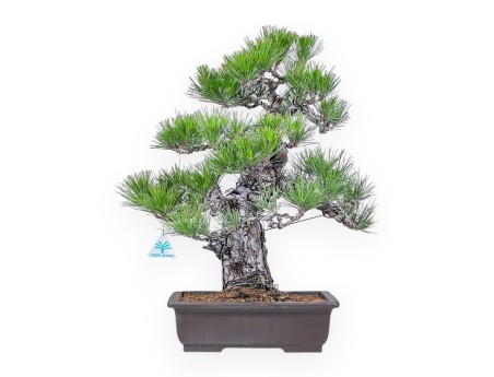 Bonsai van Pinus thunbergii %separator%%category%