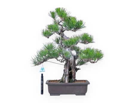 Bonsái de Pinus thunbergii %separator%%category%