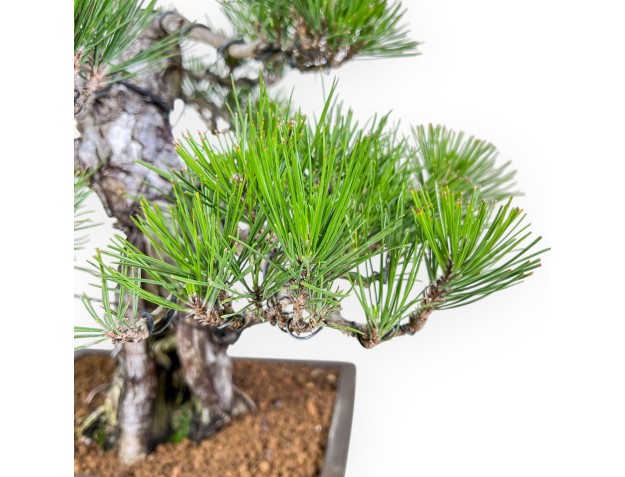 Bonsai di Pinus thunbergii %separator%%category% 2