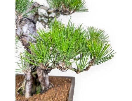 Bonsai van Pinus thunbergii %separator%%category%
