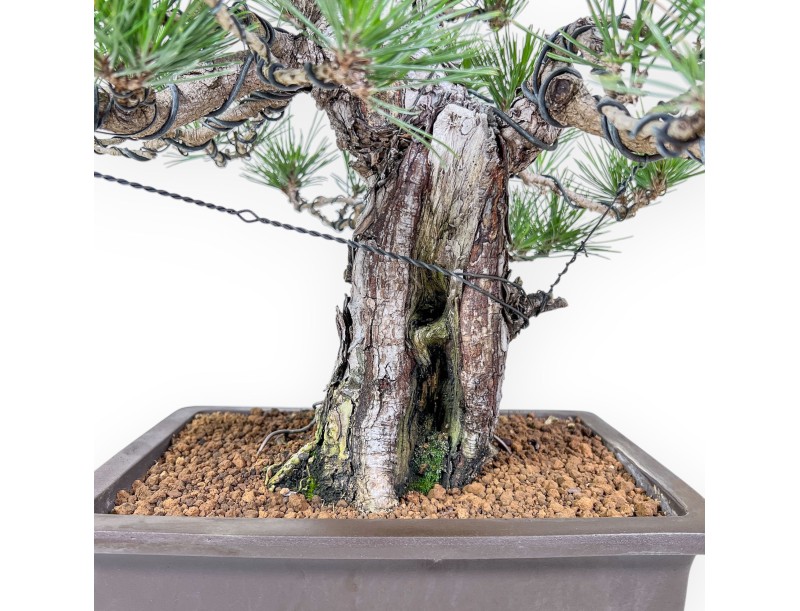 Bonsai di Pinus thunbergii %separator%%category%