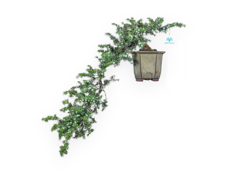 Bonsai von Juniperus rigida – Wacholder %separator% %category%