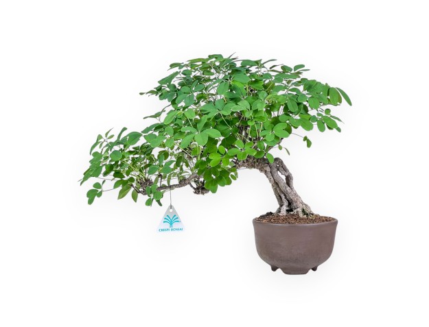 Akebia-Quinata-Bonsai %separator% %category%