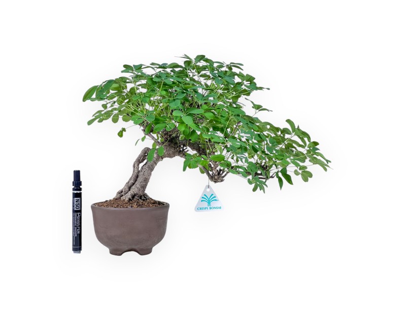 Akebia Quinata-bonsai %separator% %category%