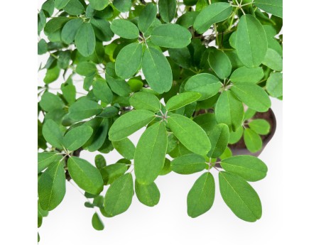 Akebia Quinata-bonsai %separator% %category%