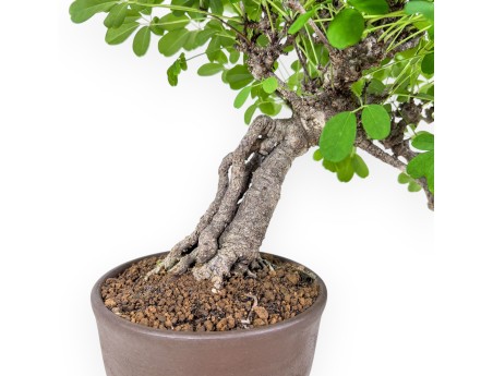 Akebia Quinata-bonsai %separator% %category%