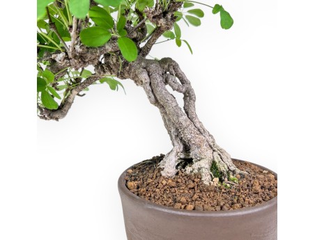 Akebia Quinata-bonsai %separator% %category%