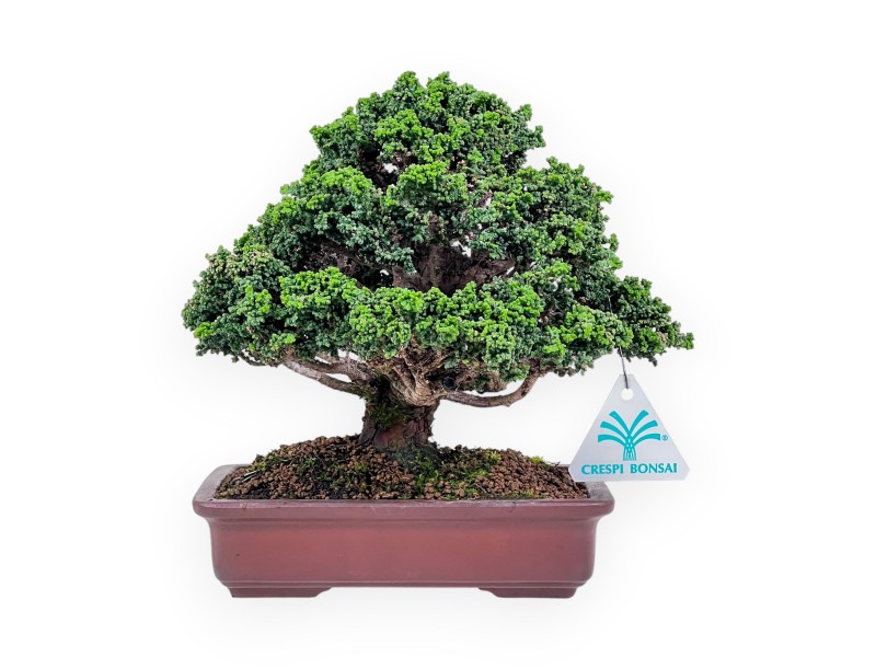 Chamaecyparis obtusa sekka bonsai %separator% %category%