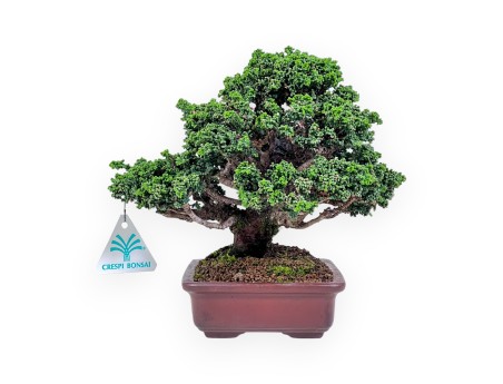 Chamaecyparis obtusa sekka bonsai %separator% %category%