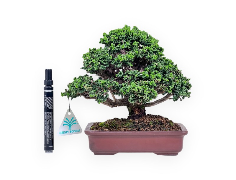 Chamaecyparis obtusa sekka bonsai %separator% %category%