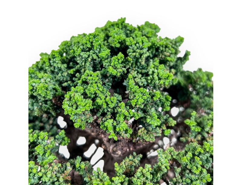 Bonsai van Chamaecyparis obtusa sekka %separator% %category%