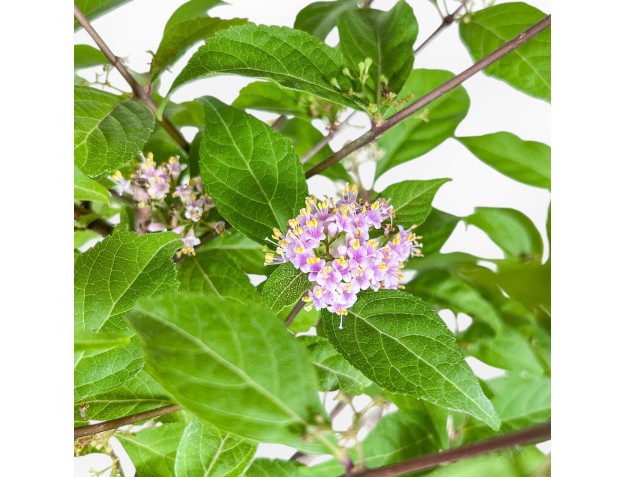 Callicarpa-bonsai %separator% %category% 2