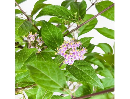 Callicarpa-bonsai %separator% %category%
