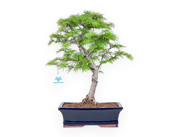 Bonsaï de Pseudolarix %separator% %category%