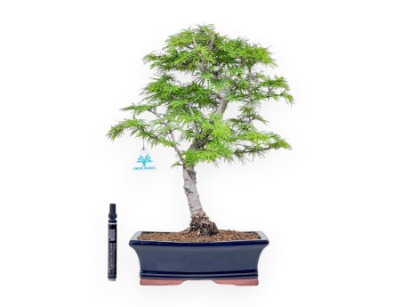 Pseudolarix bonsai %separator% %category%