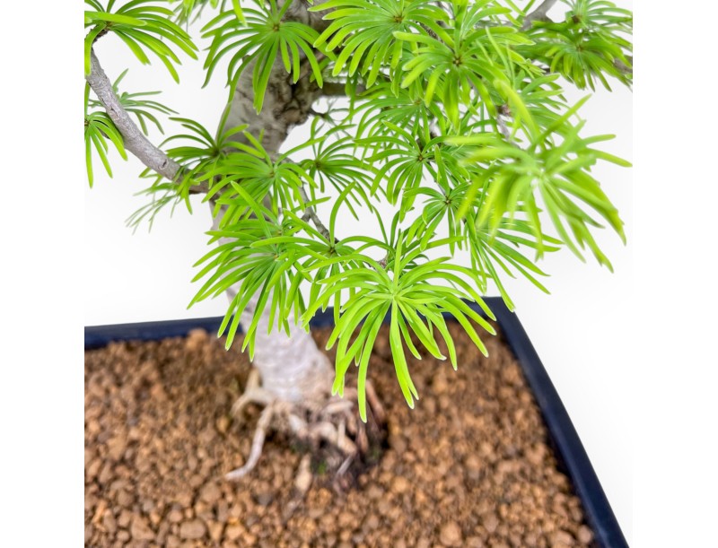 Pseudolarix-bonsai %separator% %category%