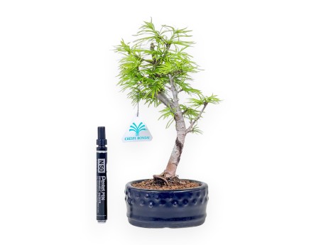 Pseudolarix-Bonsai %separator% %category%
