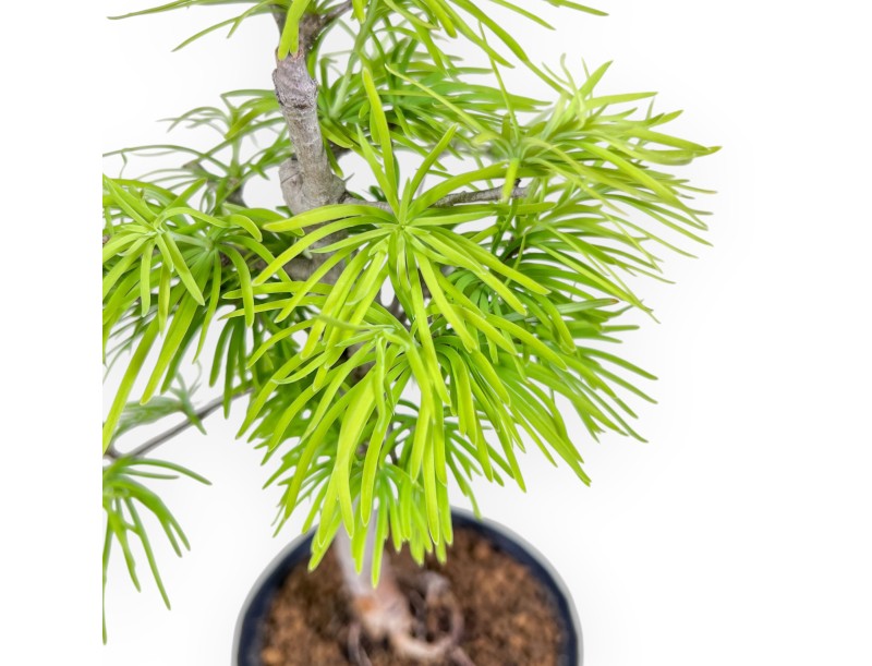 Bonsai di Pseudolarix %separator% %category%
