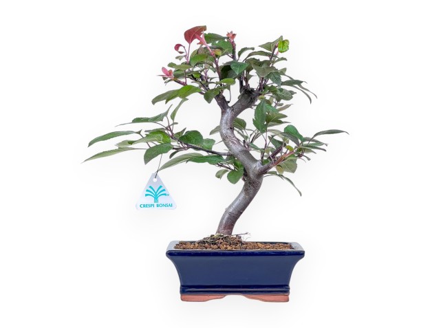 Bonsaï de pommier de 31 cm %separator% %category%