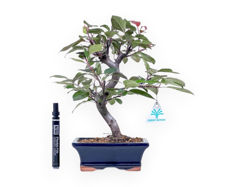 Bonsai van een appelboom van 31 cm %separator% %category%