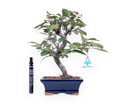 Apfelbaum-Bonsai, 31 cm %separator% %category%