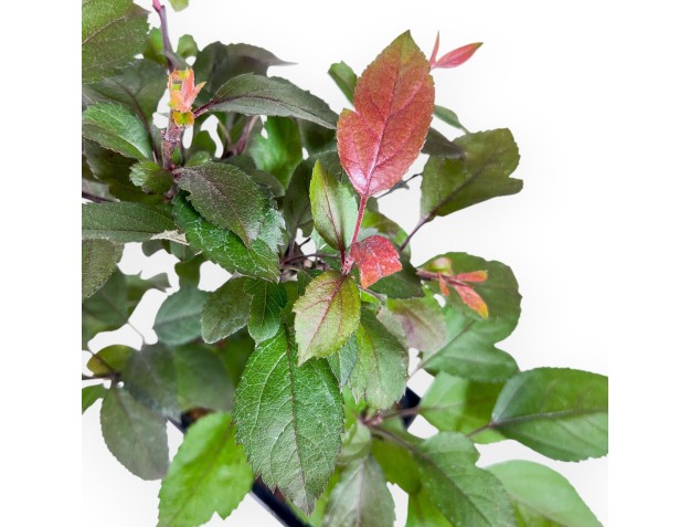 Bonsai van een appelboom van 31 cm %separator% %category% 2