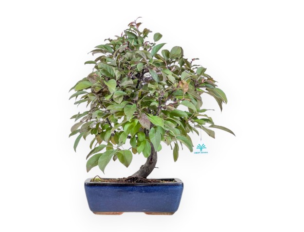 Bonsai di melo da 50 cm %separator% %category%