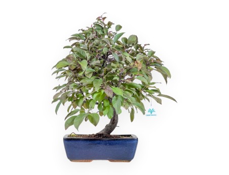 50 cm apple bonsai %separator% %category%