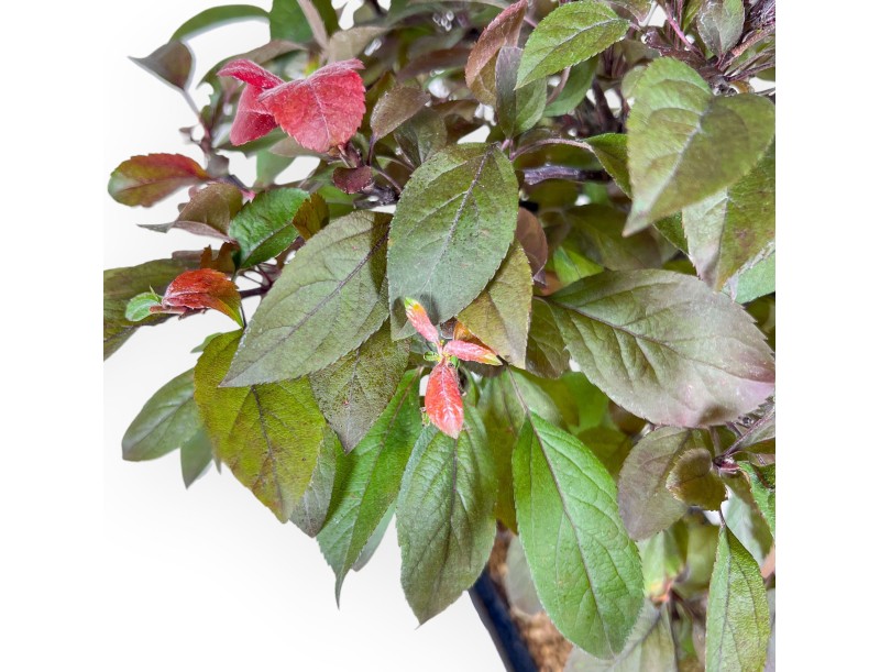 Bonsái de manzano de 50 cm %separator% %category%