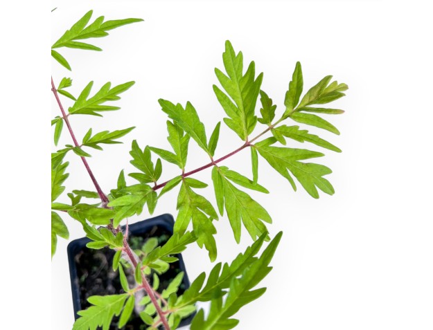 Bonsai di Rhus typhina fe tiger eyes %separator% %category% 2