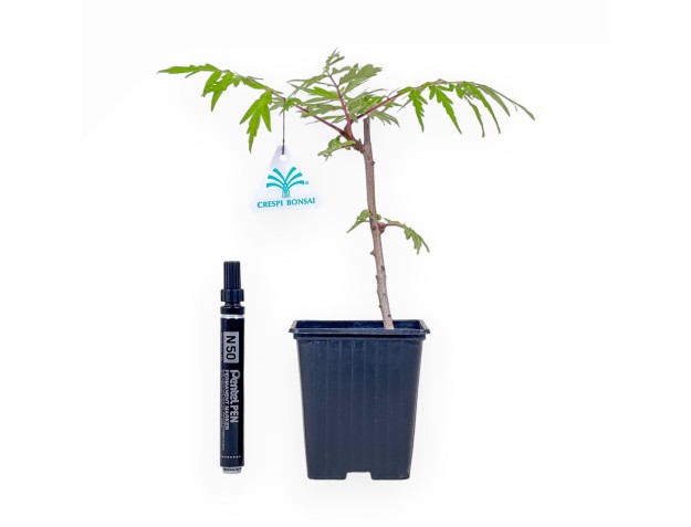 Bonsai di Rhus typhina fe tiger eyes %separator% %category%