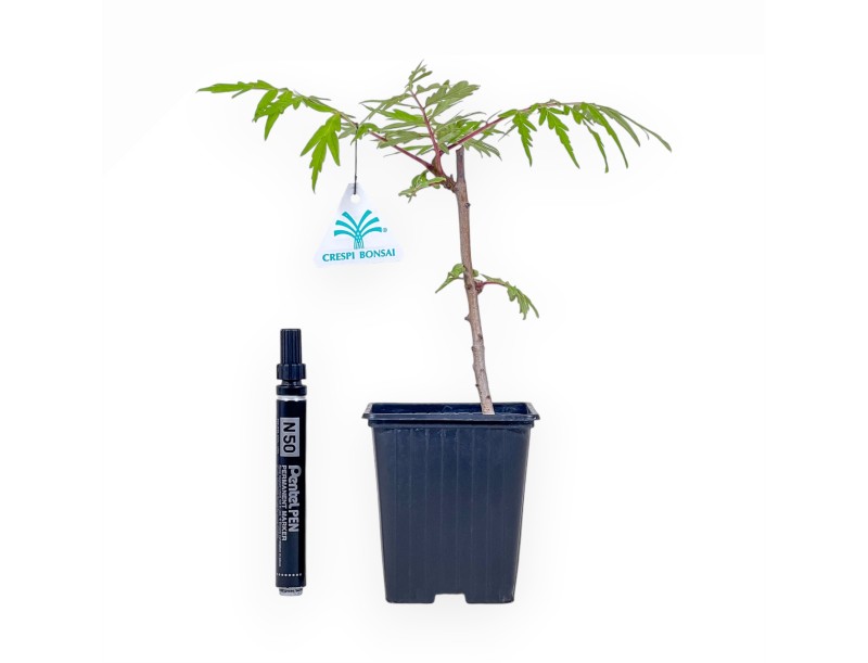 Rhus typhina-bonsai met tijgeroogpatroon %separator% %category%