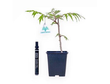 Bonsái de Rhus typhina «Fe Tiger Eyes» %separator% %category%