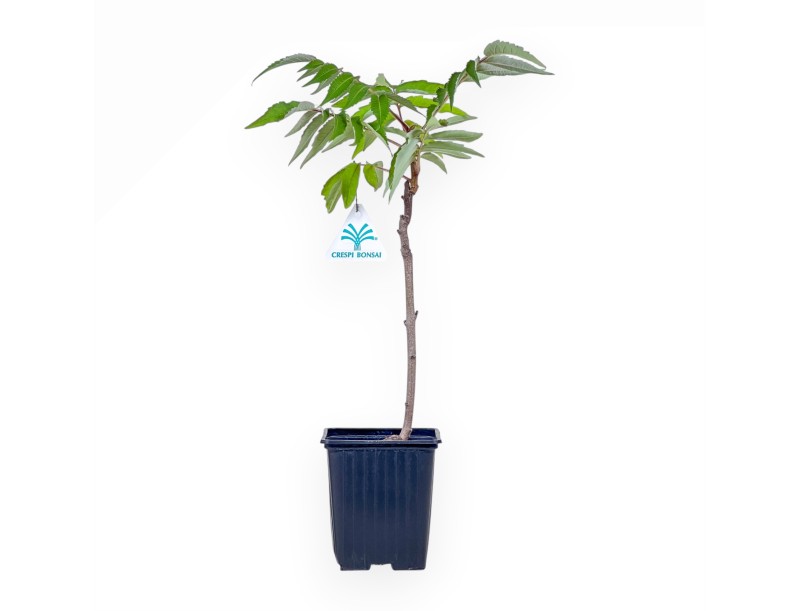 Bonsái de Rhus typhina de 38 cm %separator%%category%