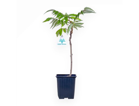Bonsái de Rhus typhina de 38 cm %separator%%category%