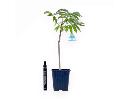 Bonsái de Rhus typhina de 38 cm %separator%%category%