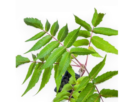 Bonsái de Rhus typhina de 38 cm %separator%%category%
