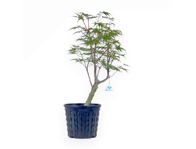 Maple bonsai %separator% %category%