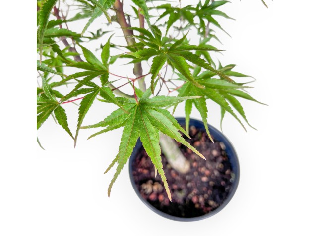 Maple bonsai %separator% %category% 2
