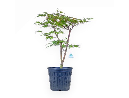 Ahorn-Bonsai %separator% %category%