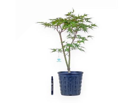 Bonsaïs d'érable %separator% %category%